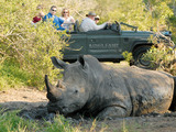 King rhino 1