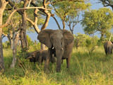 Inyati Elephants